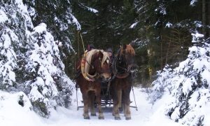 Pferde-Kutschenfahrt Tirol Groupon