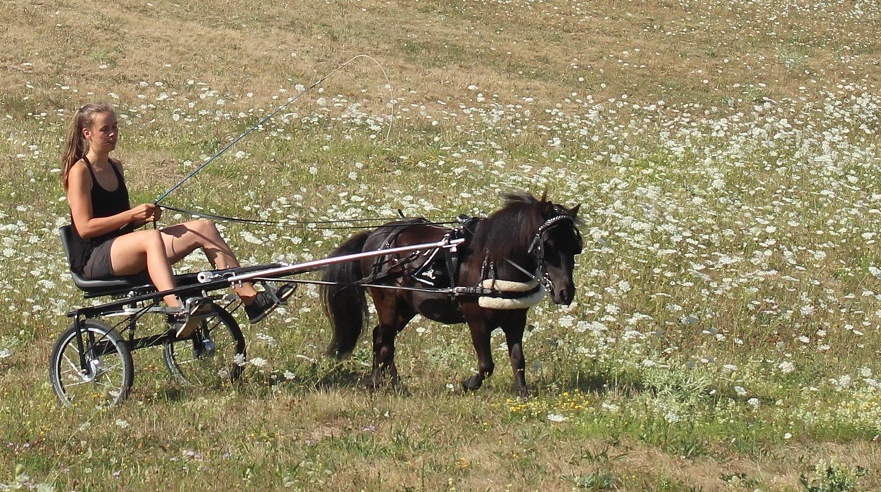 Johanna Maria und ihr Pony Hechizo beim Sulky-Fahren